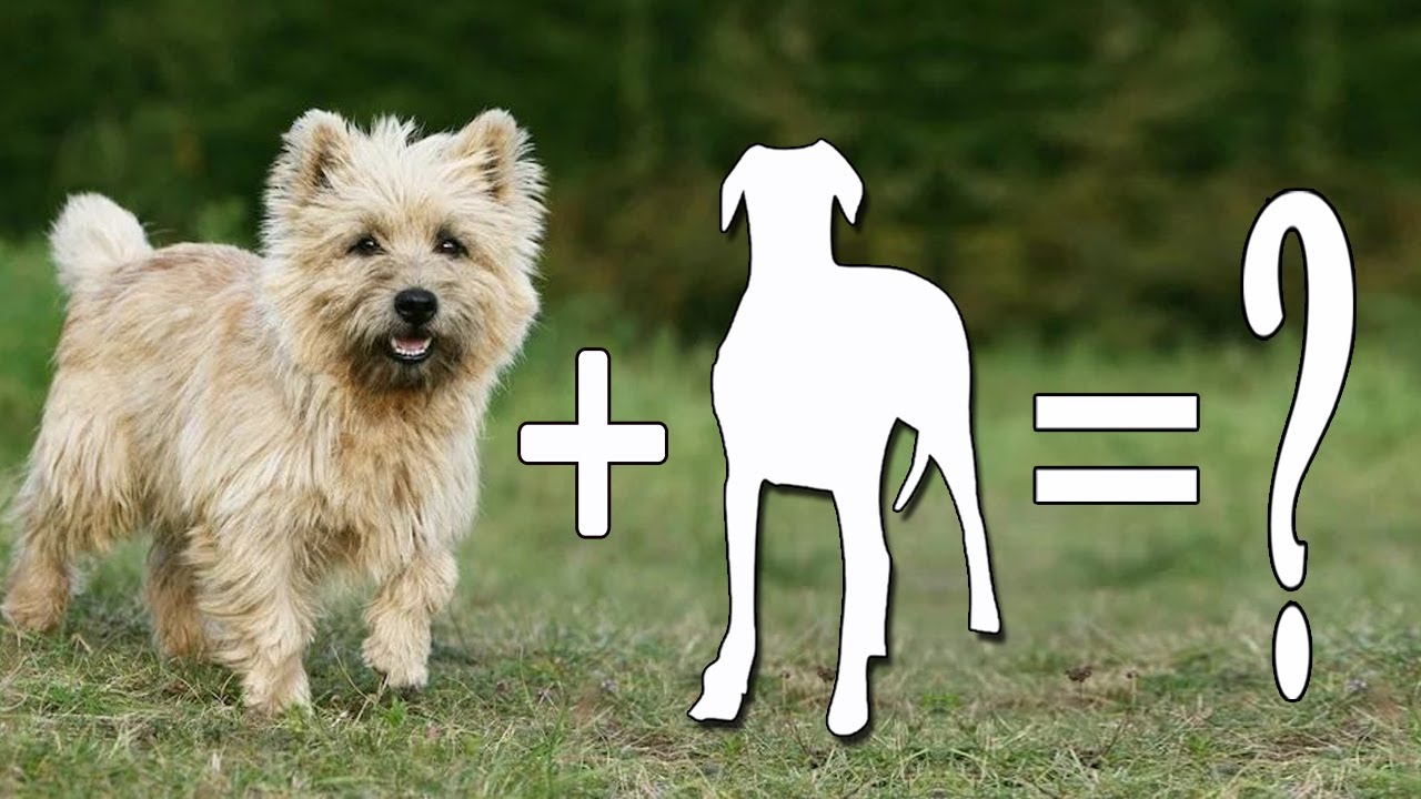 Top 10 Sweet Cairn Terriers Mixes Dog Breeds / Cairn Terriers Mix