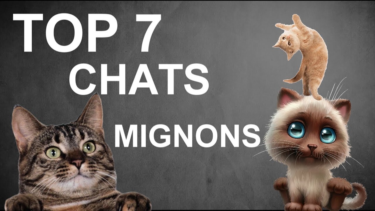TOP 7 DES PLUS BELLE RACES DE CHATS AU MONDE