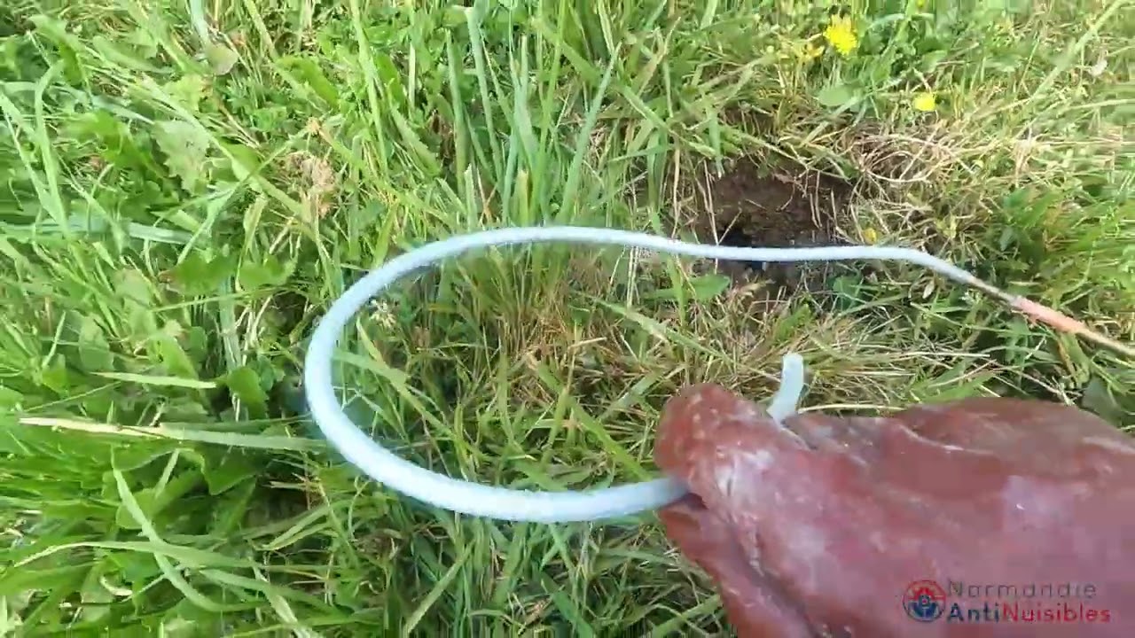 Élimination d'un nid de guêpes en terre proche de Caen, et explication sur les nids de guêpes.