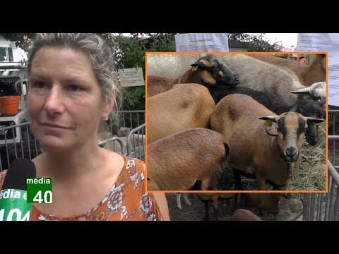 Des brebis race Cameroun pour l'écopastoralisme