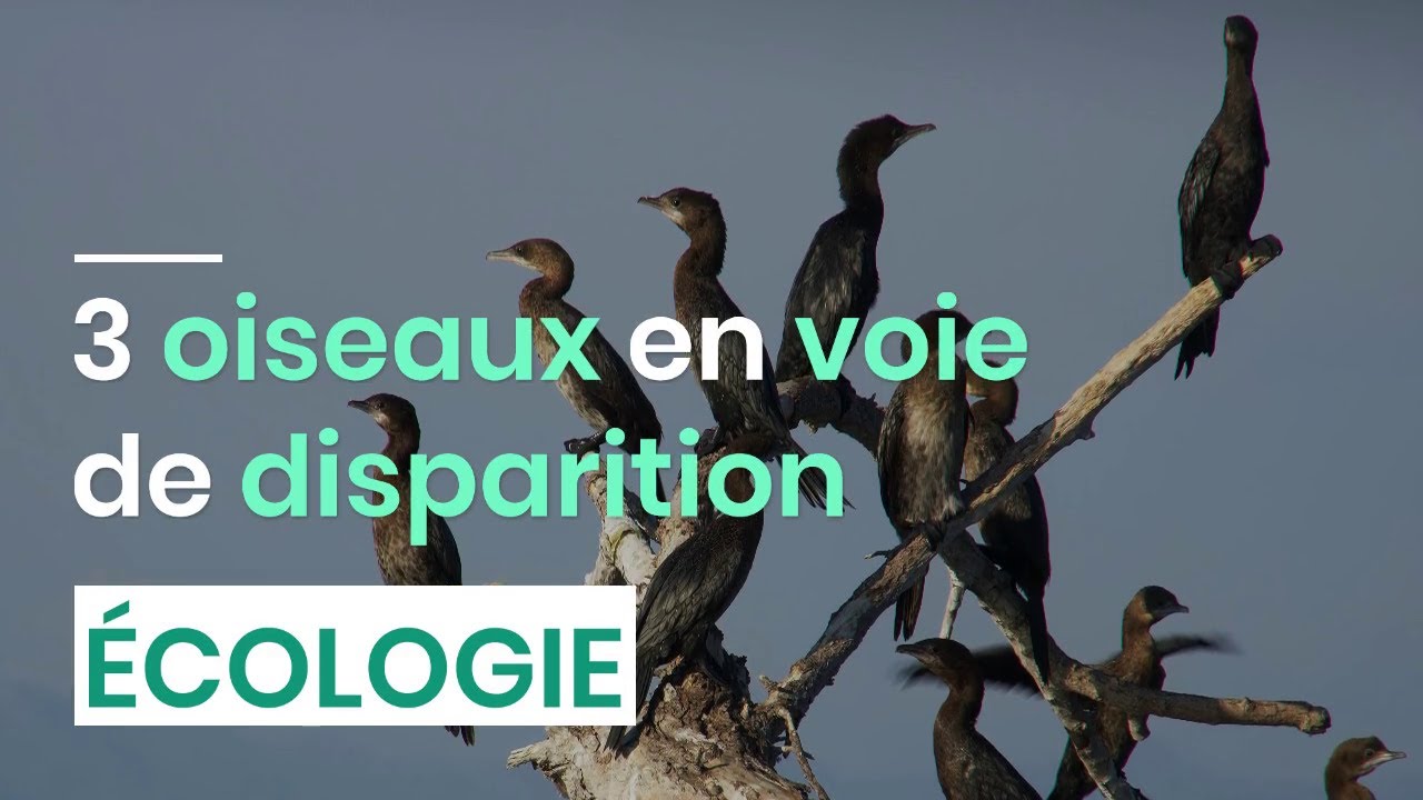 3 oiseaux en voie de disparition