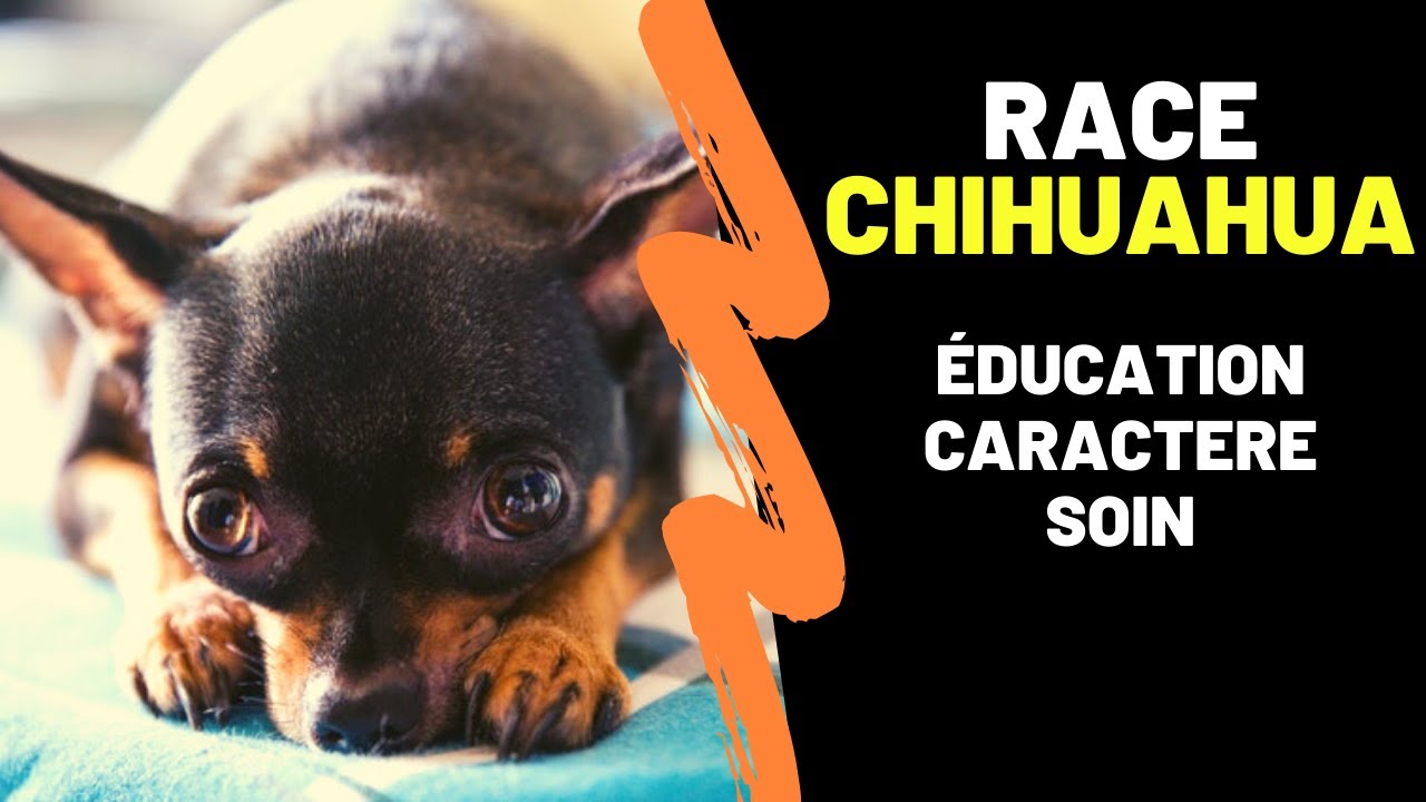 Race de chien Chihuahua : Caractère, Education, Histoire, Avantages et Inconvénients