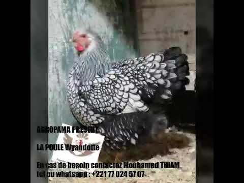 AGROPAMA PRESENTE : LA NOUVELLE GAMME DE POUSSIN WYANDOTTE