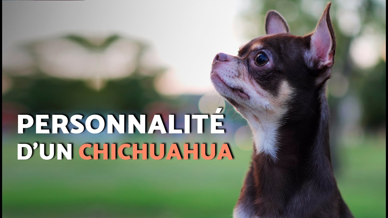 TOUTE la VÉRITÉ sur le CARACTÈRE du CHIHUAHUA 🐶 Sont-ils aussi SPÉCIAUX qu'on le dit ?