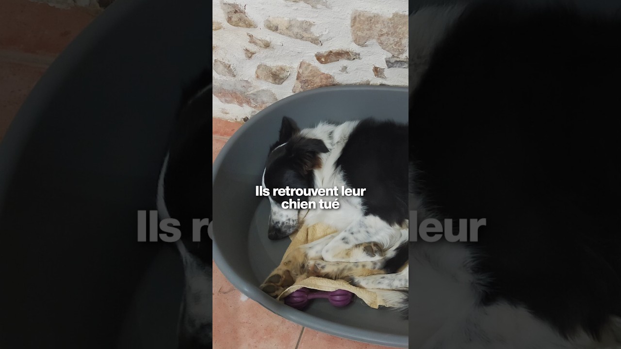 Leur chien est mort, cinquante plombs retrouvés, une plainte déposée