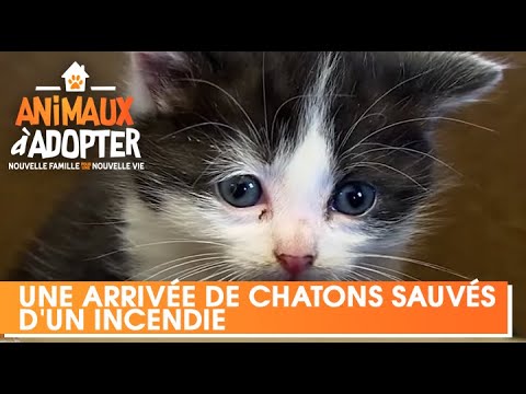 Une arrivée de chatons à la SPA sauvés d'un incendie - Animaux A Adopter