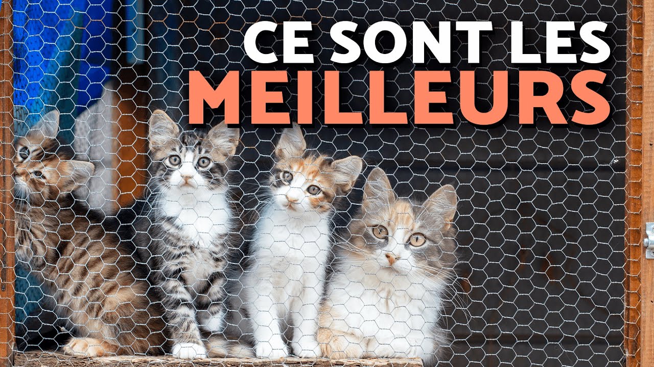 5 races de chats à adopter absolument! 🐈💡 Des chats parfaits pour les familles!