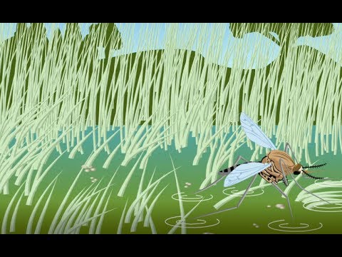 Le cycle en 7 étapes de la vie du moustique