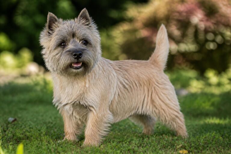 Cairn terrier : les caractéristiques de cette race de chien