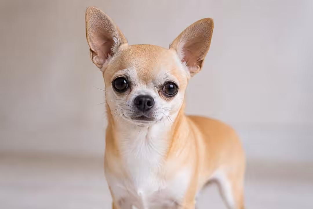découvrez les caractéristiques du chihuahua, petit chien au grand caractère : son apparence, son tempérament, ses besoins et conseils pour bien s’occuper de cette race unique.