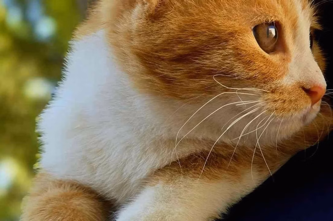 British Shorthair : quel est le prix de ce chat