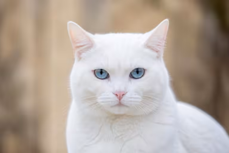 Chat blanc aux yeux bleus : le top 10 des plus belles races