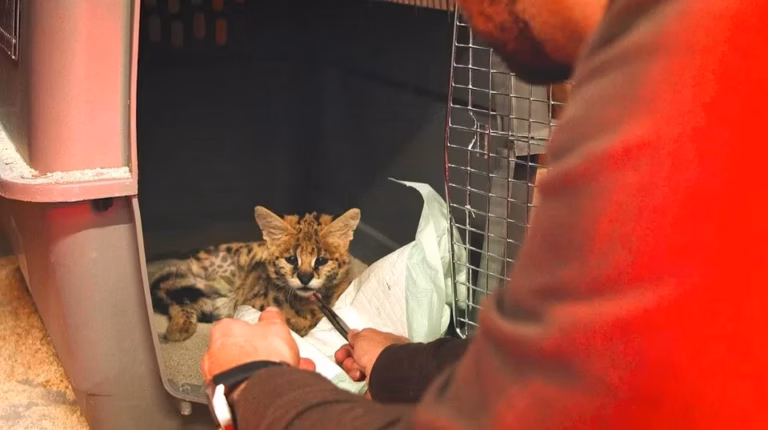 SPA de Cherbourg : une centaine d&rsquo;animaux à adopter