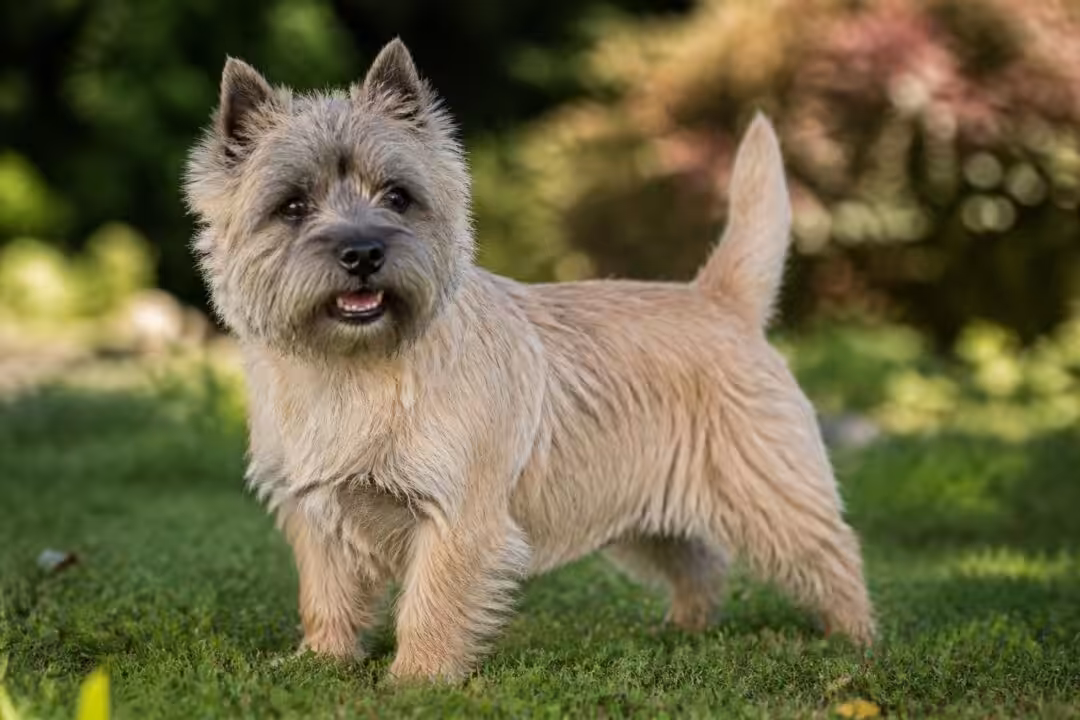 découvrez les caractéristiques du cairn terrier, une race de chien dynamique et affectueuse, idéale pour les familles.